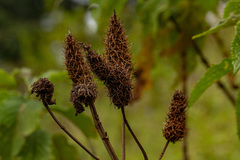 Coleus goetzenii