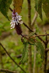 Coleus goetzenii