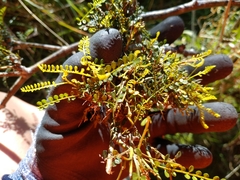 Sophora longicarinata
