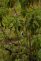 Coleus goetzenii