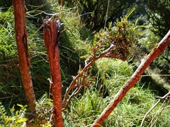 Sophora longicarinata
