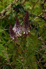 Coleus goetzenii