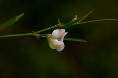Lathyrus hygrophilus