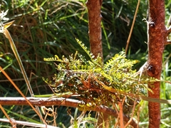 Sophora longicarinata