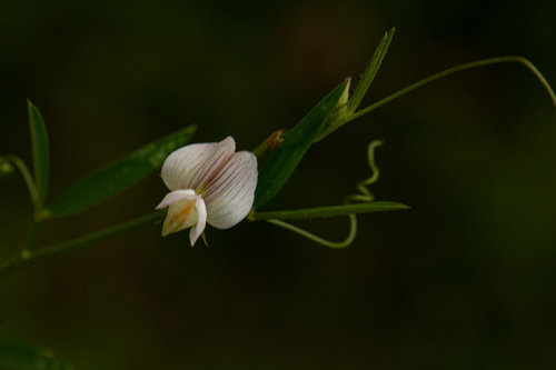 Lathyrus hygrophilus