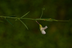 Lathyrus hygrophilus