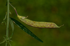 Lathyrus hygrophilus