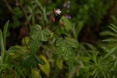 Sparrmannia ricinocarpa