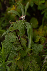 Sparrmannia ricinocarpa