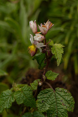 Sparrmannia ricinocarpa