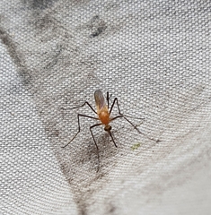 Coquillettidia xanthogaster