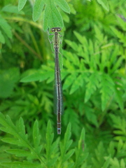 Paracercion v-nigrum