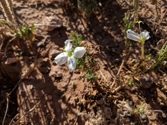 Oenothera engelmannii