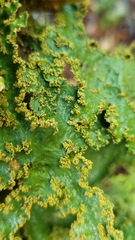 Yarrumia colensoi