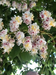 Aesculus hippocastanum