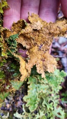 Yarrumia colensoi