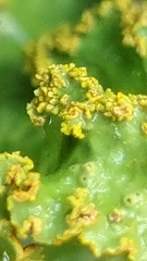 Yarrumia colensoi
