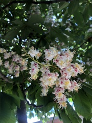 Aesculus hippocastanum