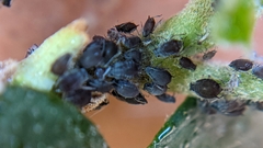 Aphididae
