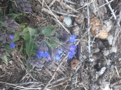Pulmonaria australis