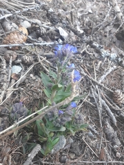 Pulmonaria australis
