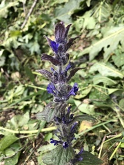 Ajuga orientalis