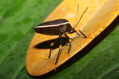 Brachystethus improvisus