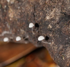 Mycena piringa
