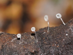 Mycena piringa