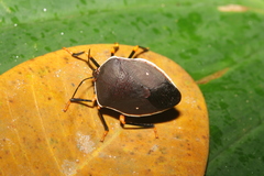 Brachystethus improvisus