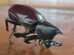 Xylotrupes gideon gideon