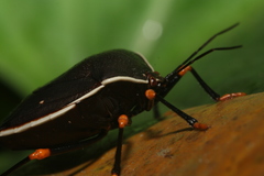 Brachystethus improvisus