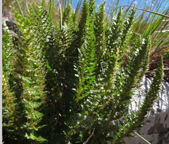 Polystichum cystostegium