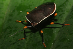 Brachystethus improvisus