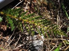 Polystichum cystostegium