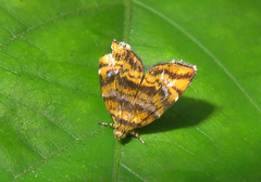 Choreutis amethystodes