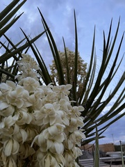 Yucca schidigera