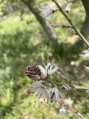 Dionconotus neglectus major