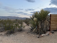 Yucca schidigera