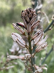 Dionconotus neglectus major