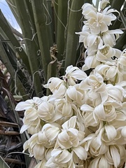 Yucca schidigera