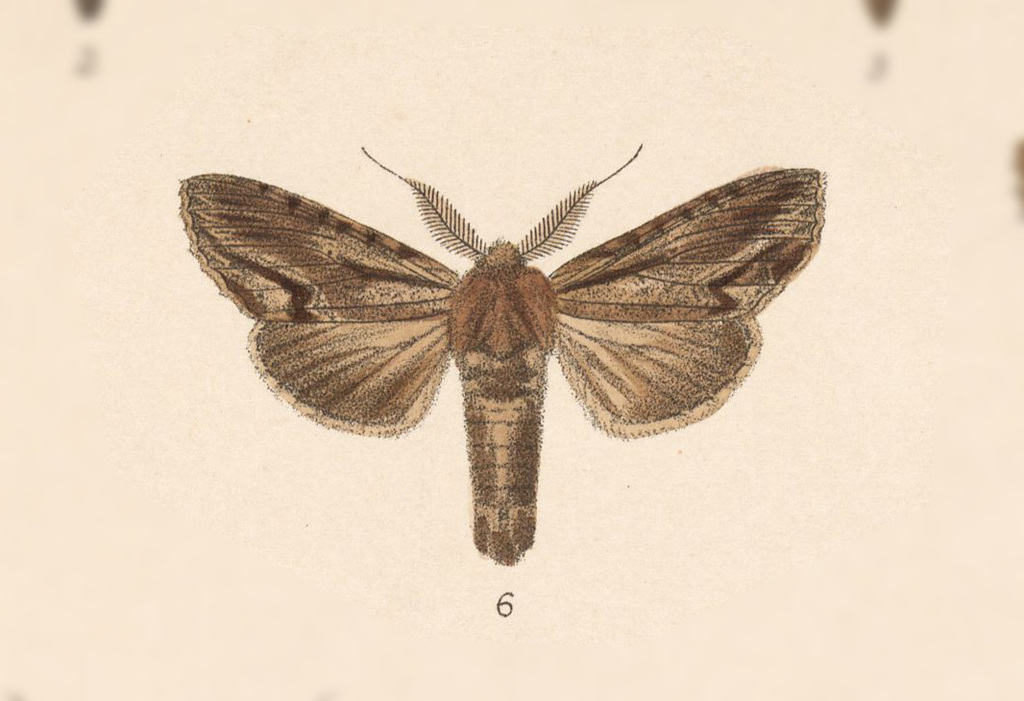 Xylodonta terrena