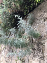 Artemisia arborescens