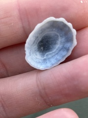 Niveotectura pallida