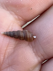 Acrilla acuminata