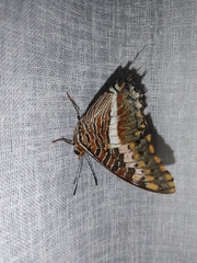 Charaxes saturnus