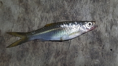 Rasbora