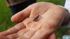 Rhynocoris annulatus