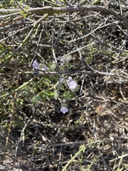 Phacelia cicutaria hispida