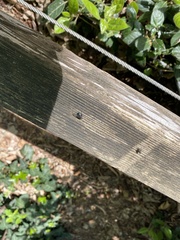 Sarcophagidae